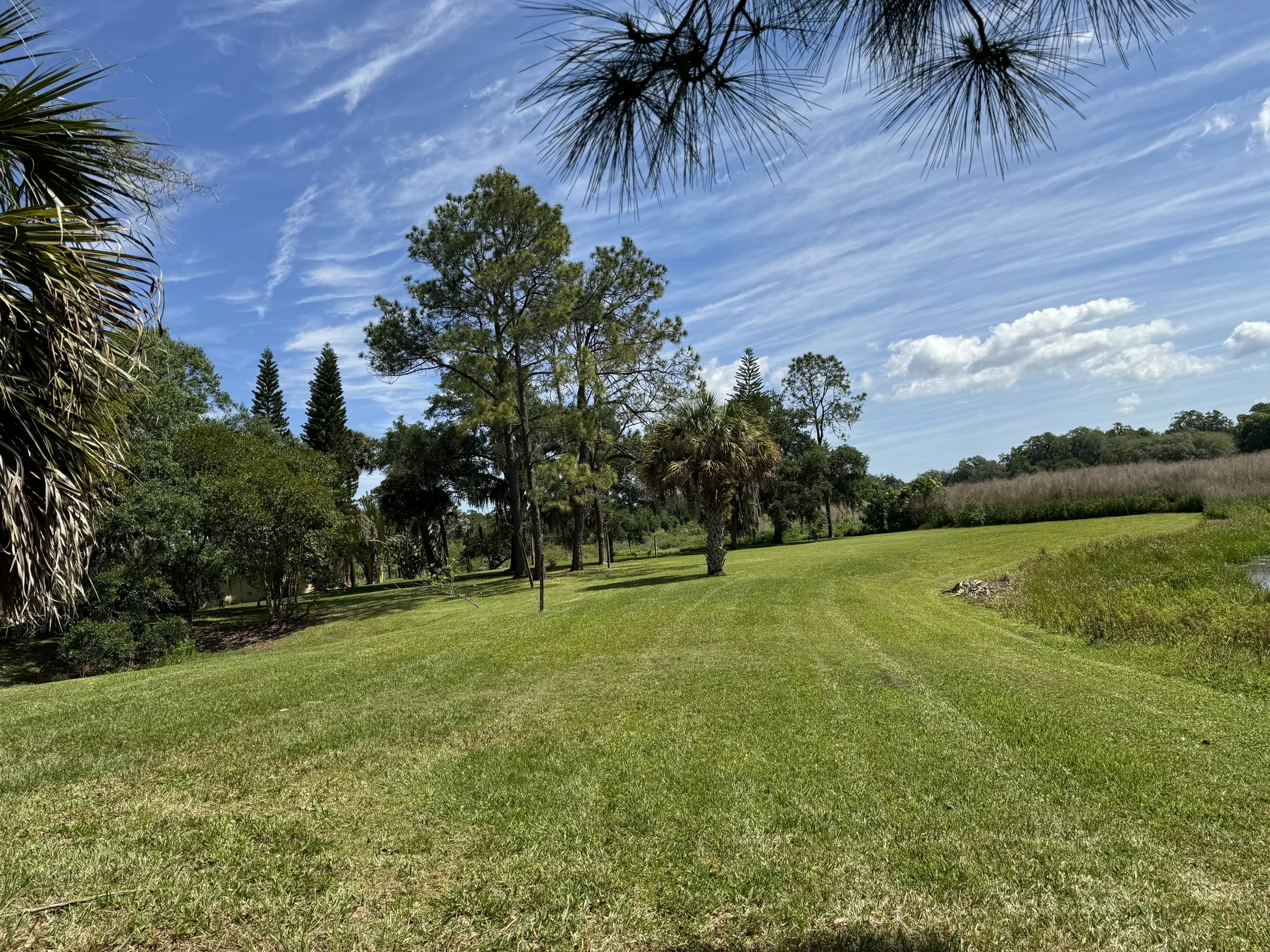 Broad mowed acreage with mature pines and palms